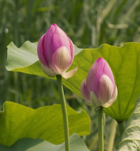 荷塘含苞待放荷花花苞图片